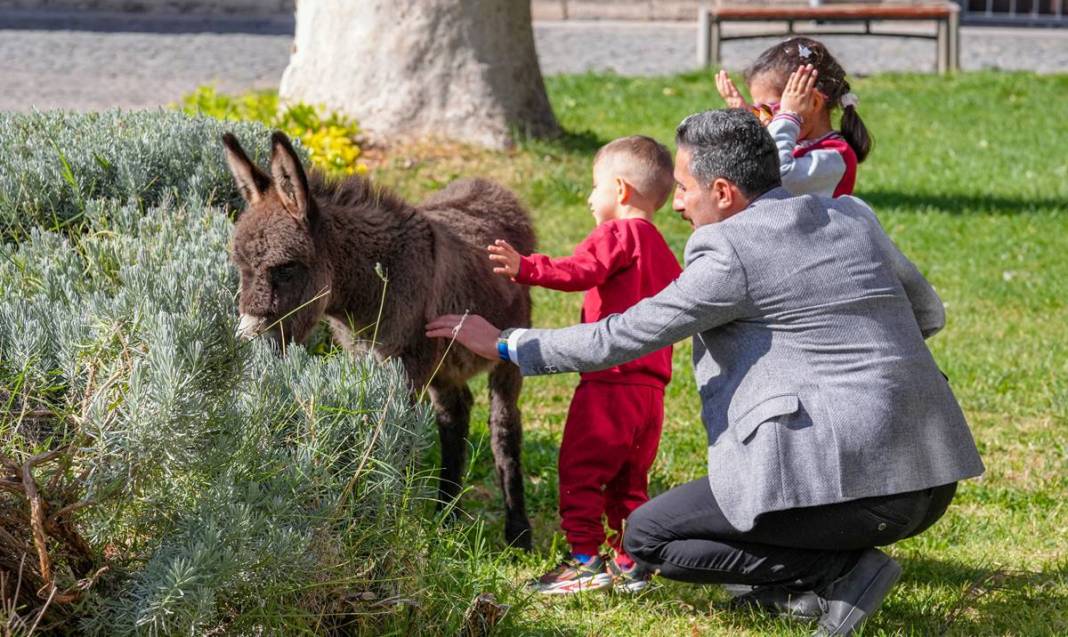 Diyarbakır’da şiddetten korunan Midas’a ilgiler yoğun 9